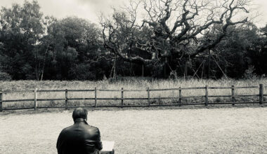 ai weiwei returns to drawing after 50 years with a tree for CIRCA