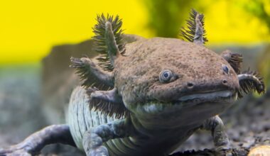 Scientists Have Identified a New Fossil Species of Axolotl in Mexico