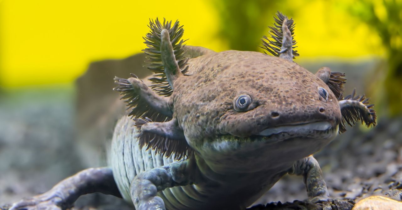 Scientists Have Identified a New Fossil Species of Axolotl in Mexico