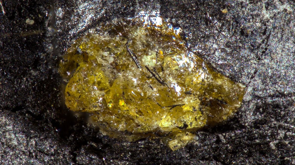World's Oldest Amber Comes From a World 150 Million Years Before Dinosaurs