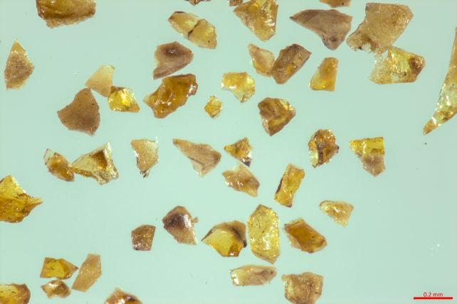 World's Oldest Amber Comes From a World 150 Million Years Before Dinosaurs