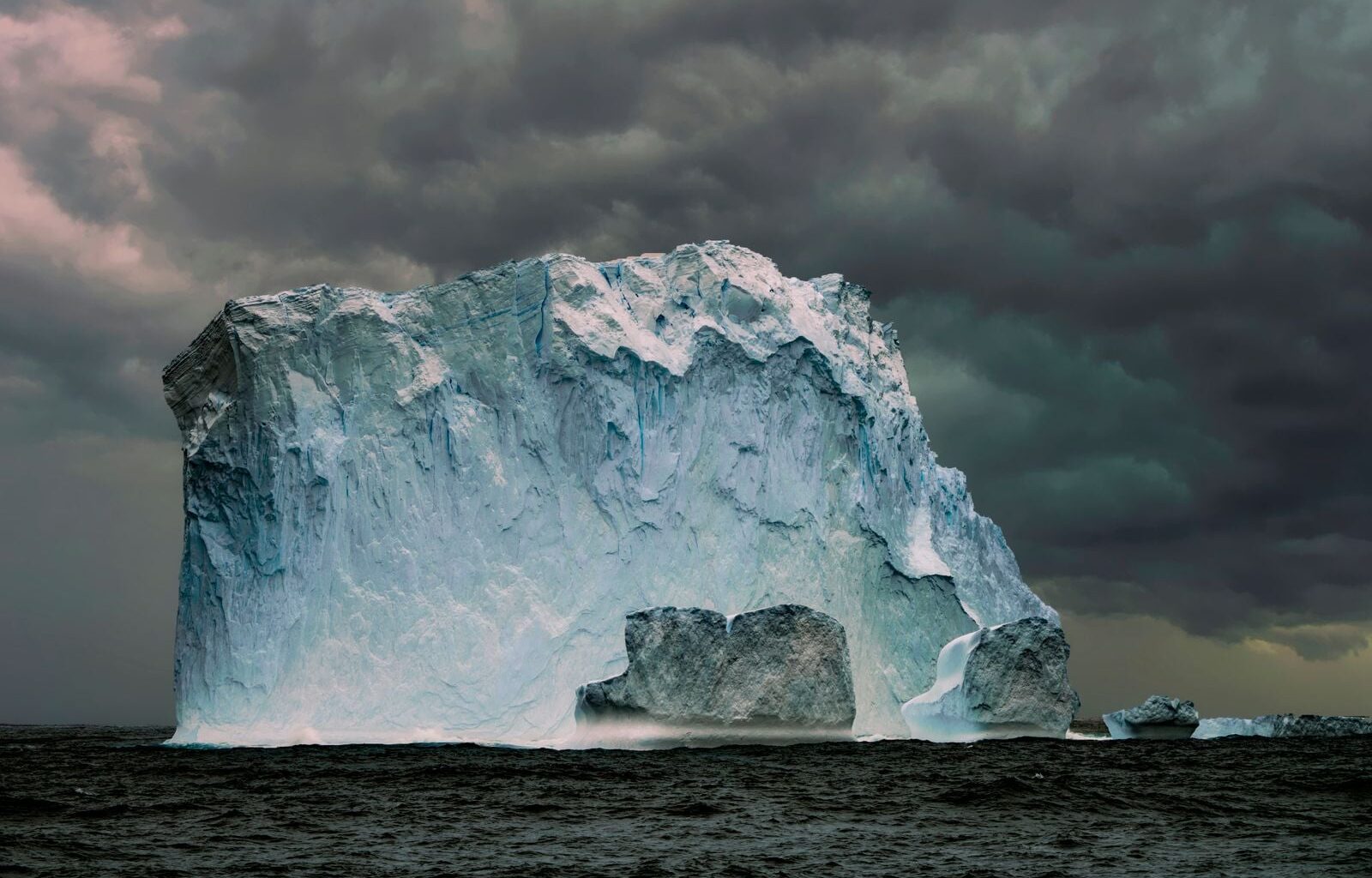 Antarctic icefish are the only vertebrates on Earth with no red blood cells and no haemoglobin, running clear plasma through oversized hearts in water so cold it would freeze the blood of every other fish that tried to swim there