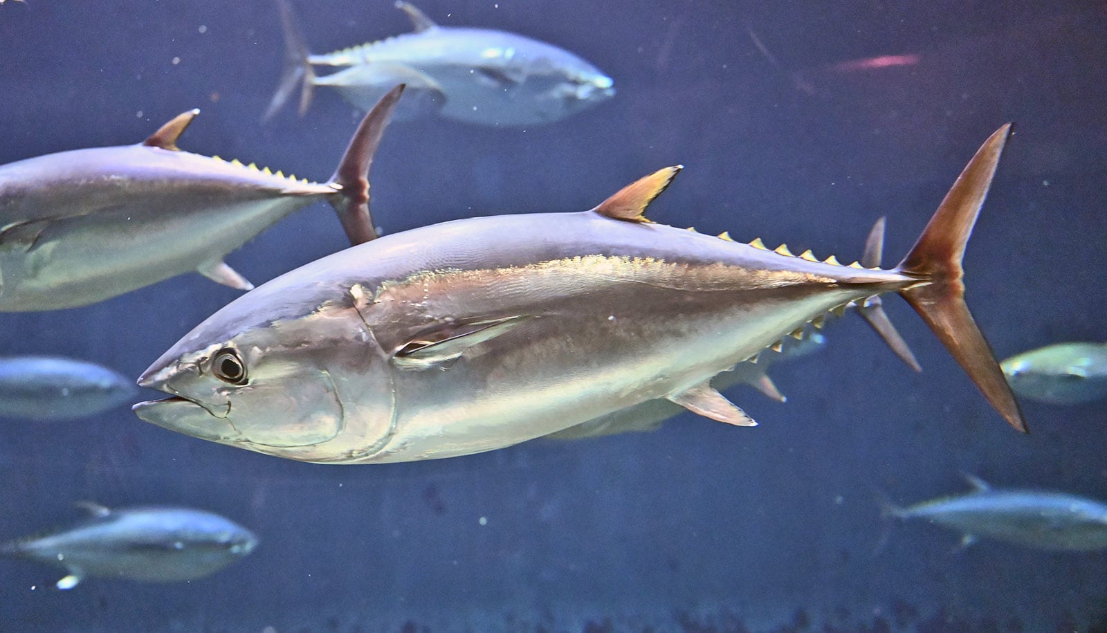Did the asteroid that killed the dinosaurs drive tuna evolution?