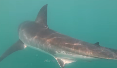 Rare video shows "well fed" great white shark eating humpback whale off Rhode Island