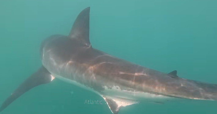 Rare video shows "well fed" great white shark eating humpback whale off Rhode Island