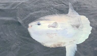 Sunfish seen off Brighton