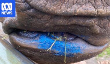Glittery poo unlocks fertility clues in rhinos at Monarto Safari Park
