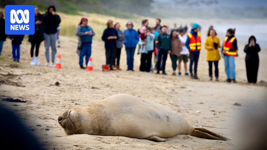 Safety fears spark calls for better protections for Neil the seal
