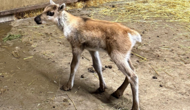 Lyall Petrie the caribou at the Saskatoon Forestry Farm Park & Zoo.