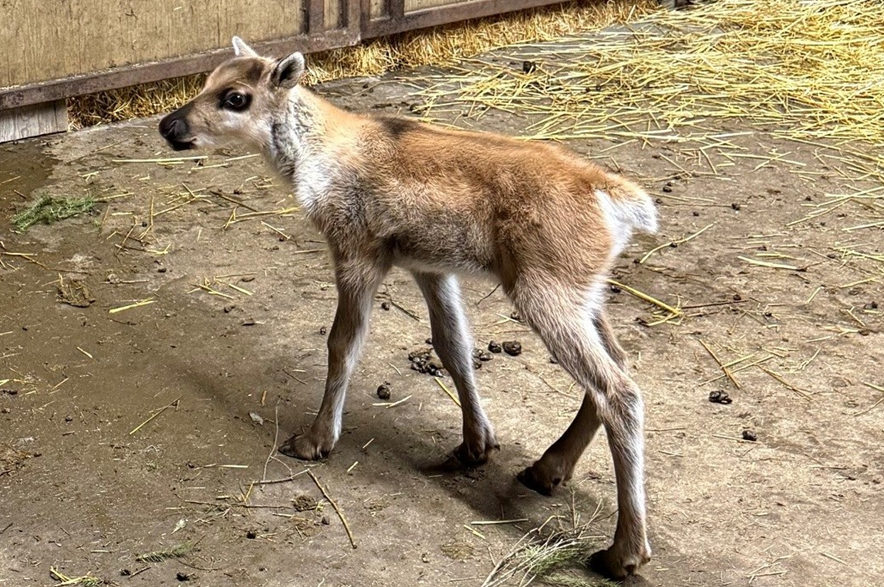Lyall Petrie the caribou at the Saskatoon Forestry Farm Park & Zoo.