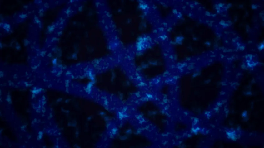 Frozen ripples from the early universe stretched as space expanded, increasing the distance between galaxies over cosmic time.