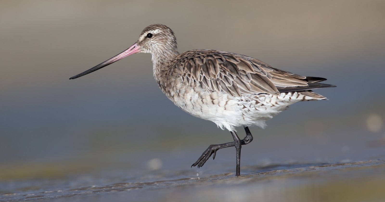 A bar-tailed godwit flew 7,250 miles nonstop from Alaska to New Zealand, going more than eight days without landing, eating or drinking