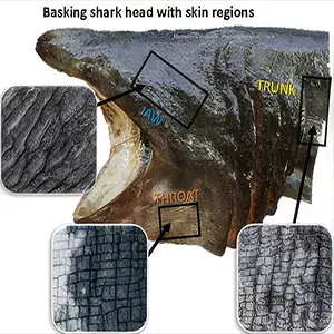 (1) The basking shark head, (2) Their distinctive skin consisting of 'paver block' arrangement, (3) Renderings comparing the skin denticle shape/arrangement with another close shark species (not on same scale!), (4) The shape variations of denticles. Credit: Mike Schindler