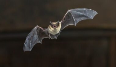 Junction Creek committee to host two bat walks in Sudbury this week