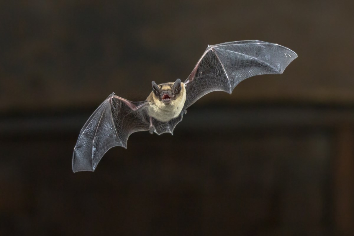Junction Creek committee to host two bat walks in Sudbury this week