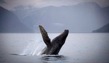 Plenty of food and conservation have turned B.C. waters into whale-sighting hot spot