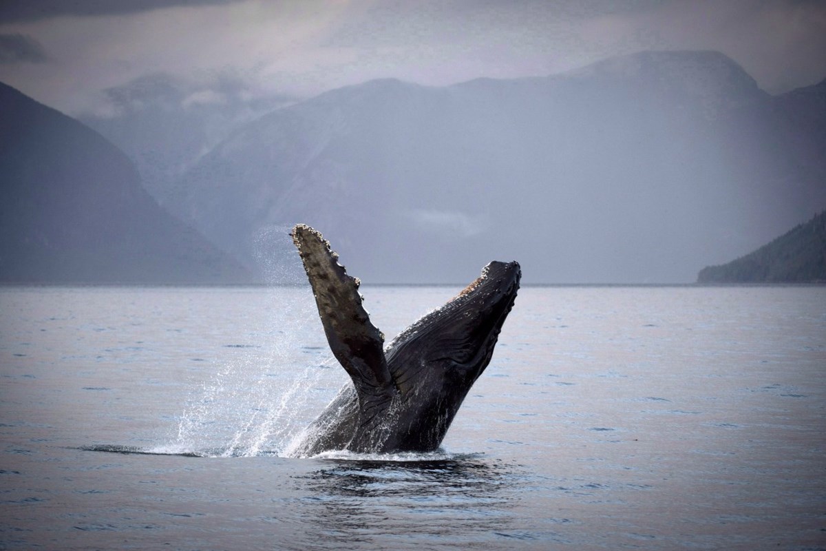 Plenty of food and conservation have turned B.C. waters into whale-sighting hot spot
