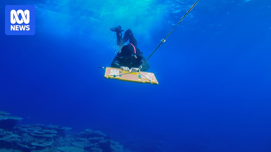 Great Barrier Reef's long-term monitoring program celebrates 40 years