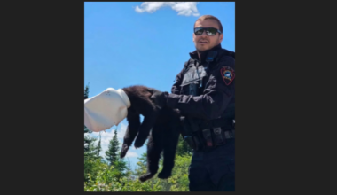 Bear cub freed after jug gets stuck on head