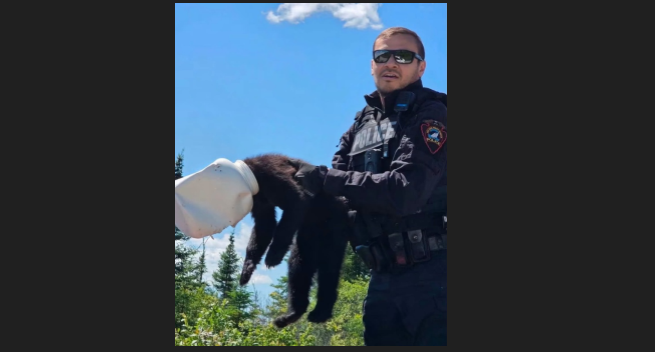Bear cub freed after jug gets stuck on head