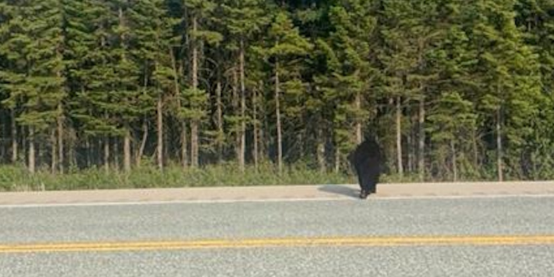Watch for Moose - and Bears - on NL Highways