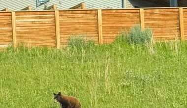Small bear wanders into Cochrane neighbourhood