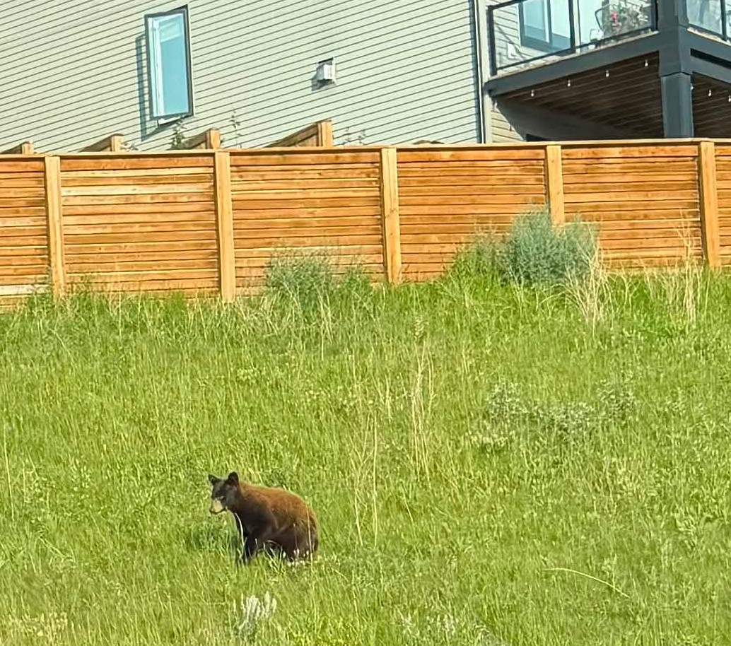 Small bear wanders into Cochrane neighbourhood