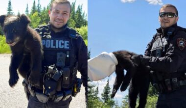 Police remove plastic jug stuck on frightened bear cub's head