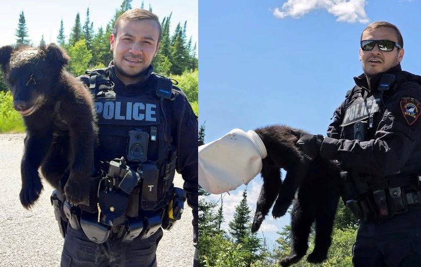 Police remove plastic jug stuck on frightened bear cub's head