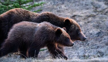Grizzly bear and cubs spotted near Rawson Lake