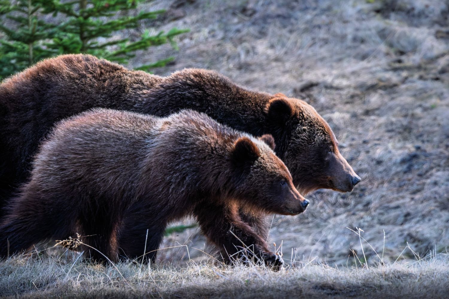 Grizzly bear and cubs spotted near Rawson Lake