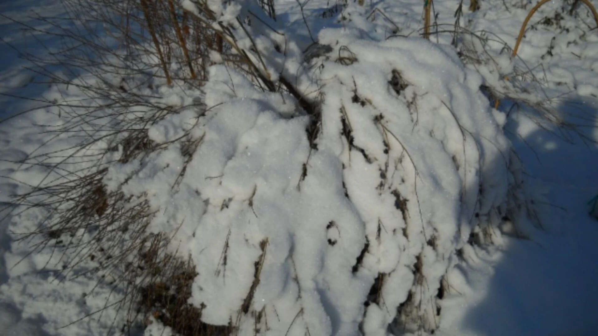 Beavers leave scars on plants they chew. (Representational photo of Arctic williow)