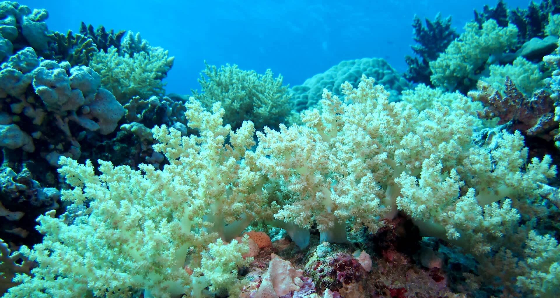 A vibrant underwater scene showcasing colorful coral formations against a blue ocean backdrop.