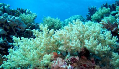 A vibrant underwater scene showcasing colorful coral formations against a blue ocean backdrop.