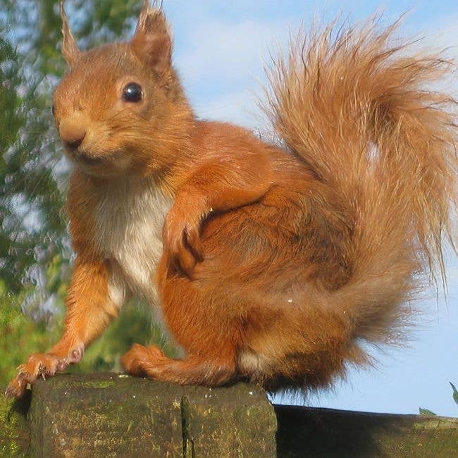 squirrels balmoral
