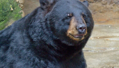 Mohawks of the Bay of Quinte warn of black bear spotted in the area