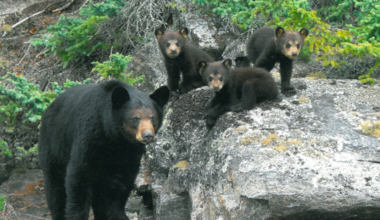 Living with black bears: What Sask. residents need to know