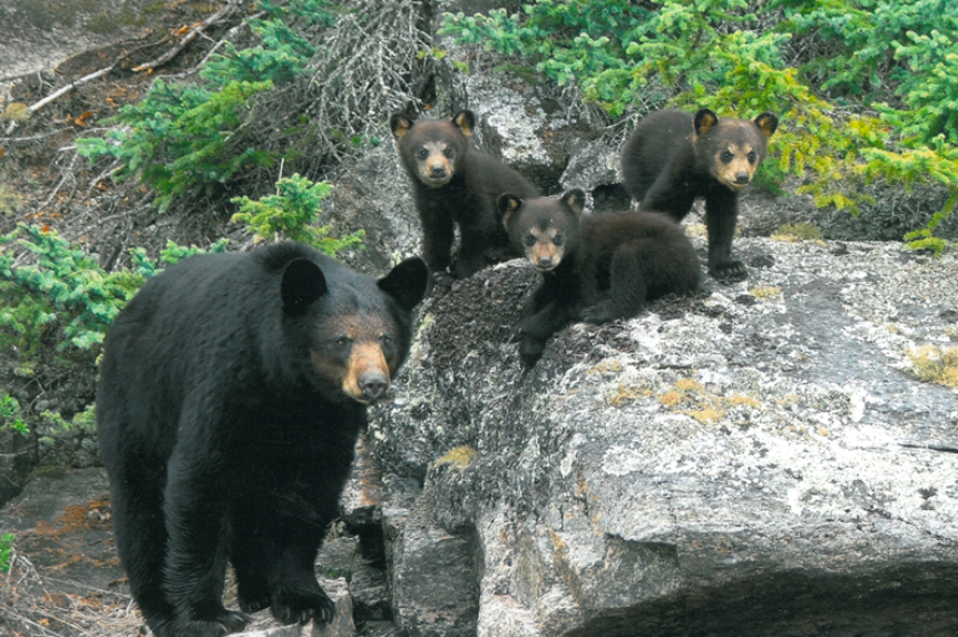 Living with black bears: What Sask. residents need to know