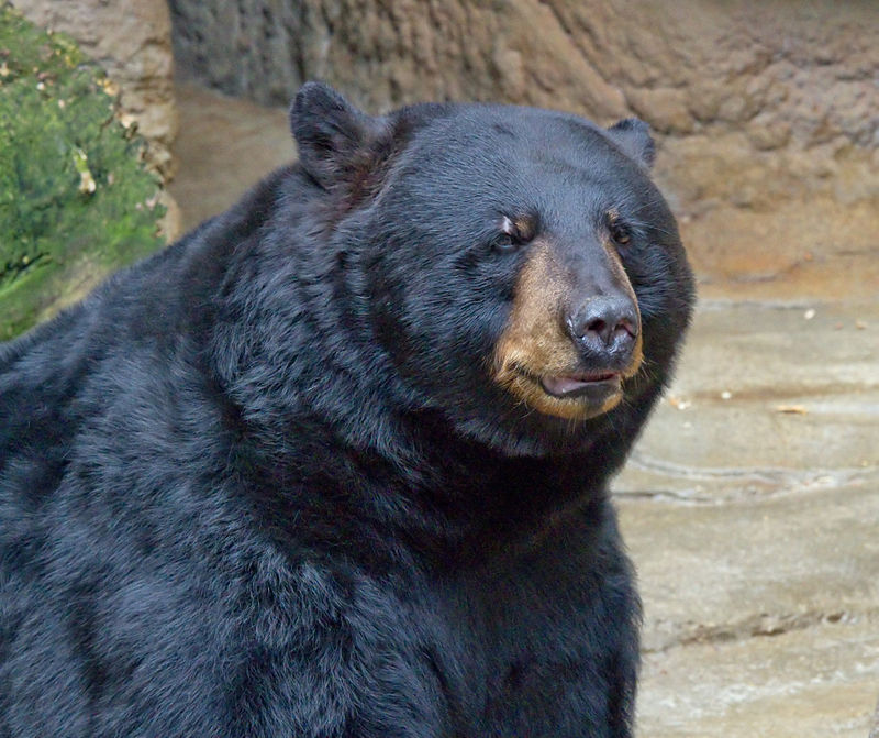 Mohawks of the Bay of Quinte warn of black bear spotted in the area