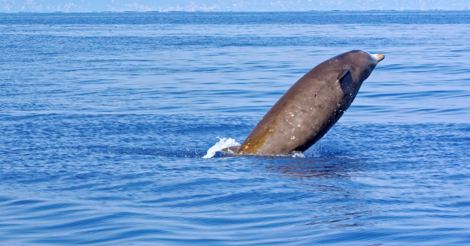In 2020 scientists tracking a beaked whale logged a dive that seemed physically impossible: 3 hours and 42 minutes underwater on a single lungful of air, by far the longest dive ever recorded in any mammal on Earth