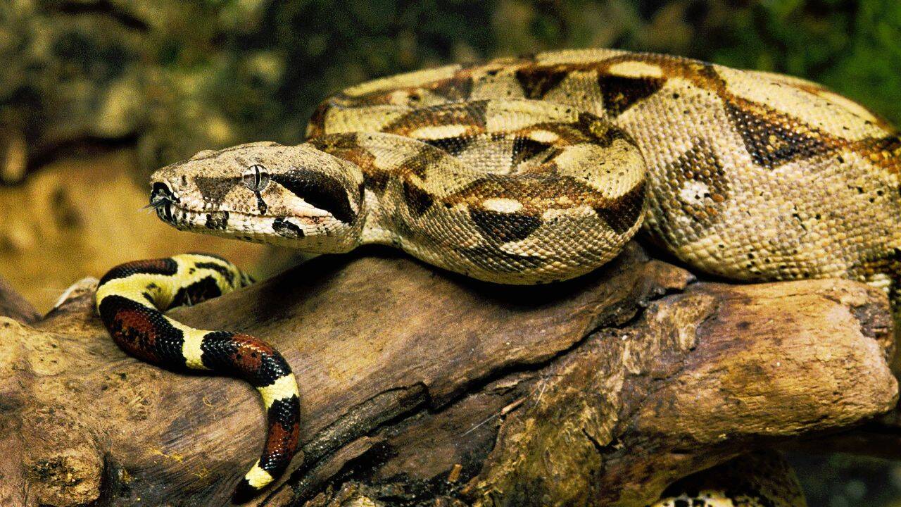 Boa remains one of the most deadly snakes (Canva) Boa remains one of the most deadly snakes