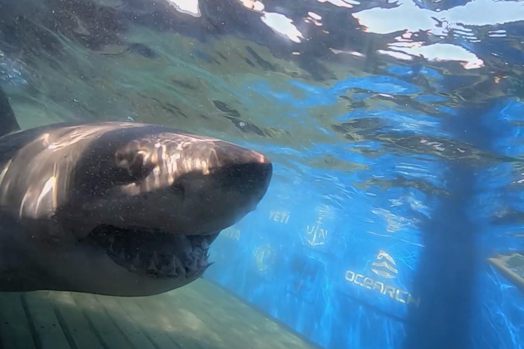 A great white shark swims close to a blue boat with "OCEARCH" written on it.
