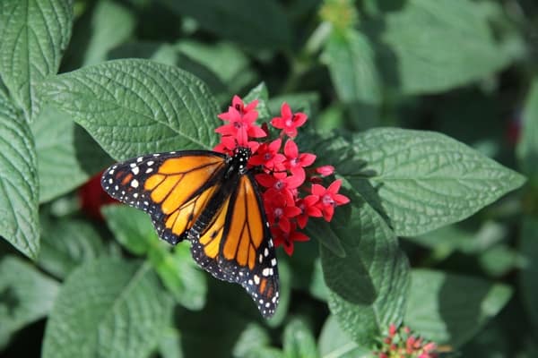 butterfly montreal 2016 - Ottawa Road Trips monarch butterfly on a green leaf next to a pink flower