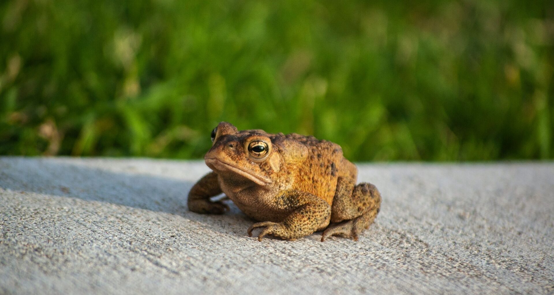 There's a toad watch warning for this Vancouver Island community 