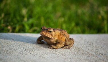 There's a toad watch warning for this Vancouver Island community 