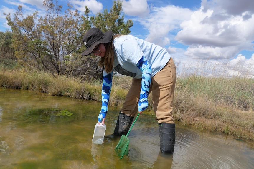 woman netting fish in a small pond