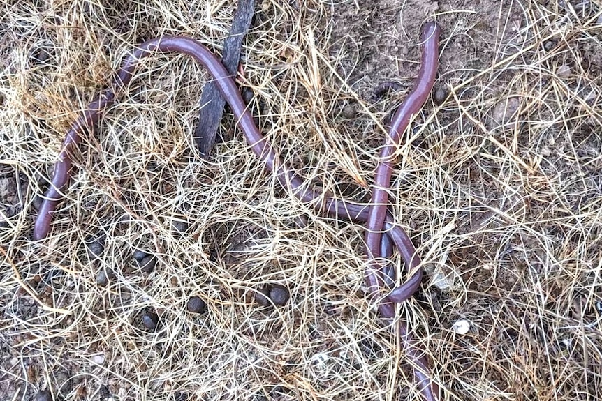 a very long and thick earthworm on the ground