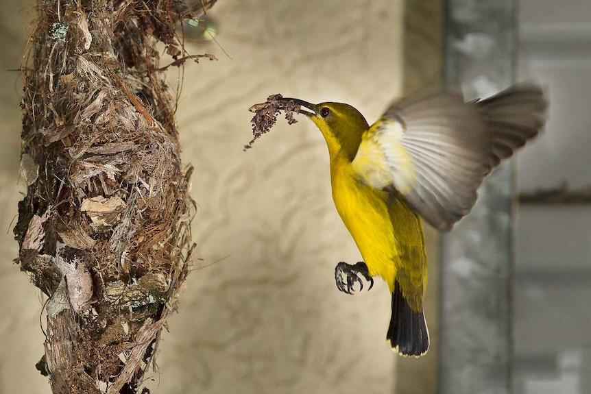 A tiny yellow bird hovers next to a nest it has built from spider webs and twigs.