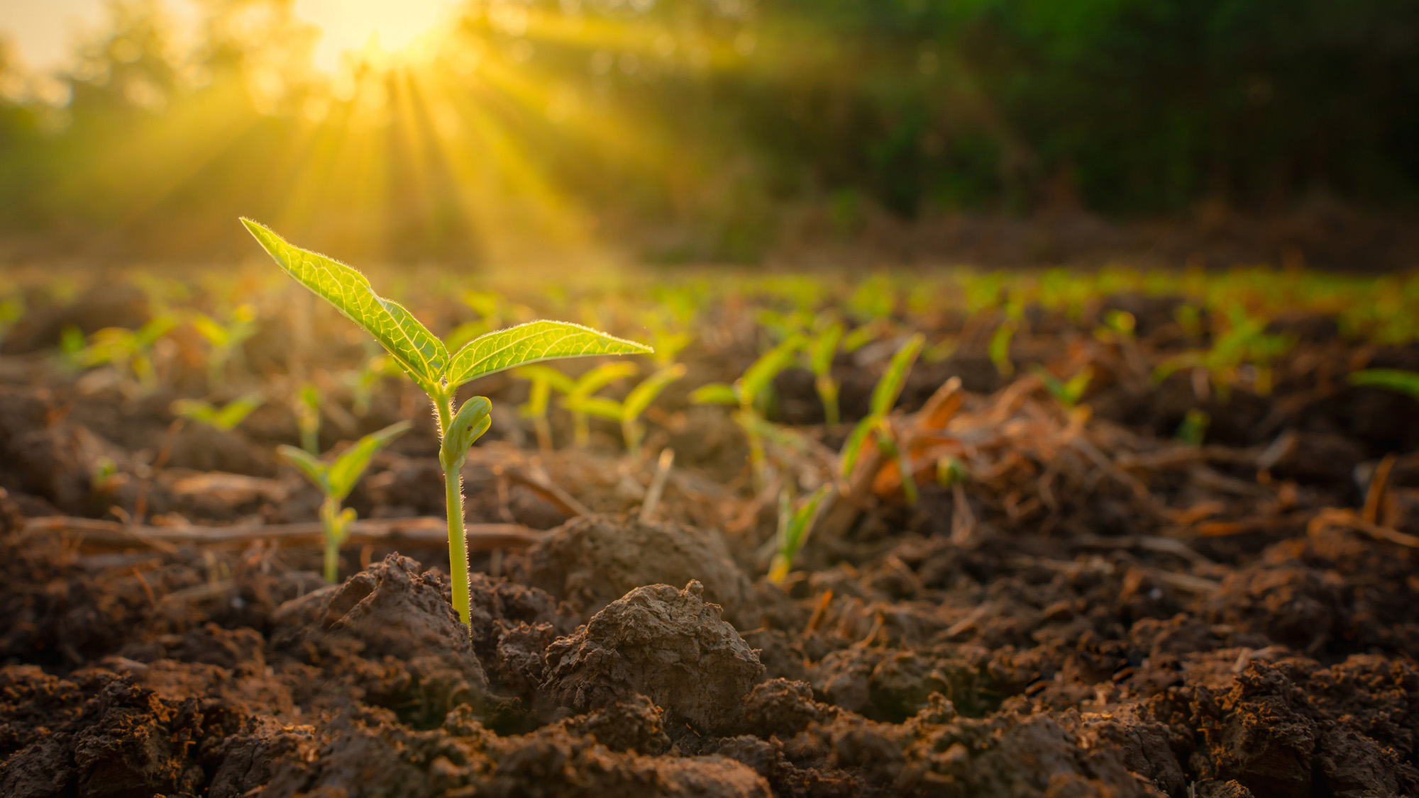A series of small green sprouts in the midst of some dirt with sunshine in the distance