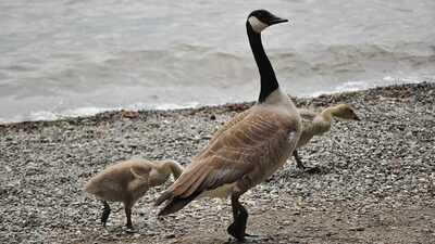 In 1905, New Zealand released 50 Canada geese to establish a game bird population; the once-protected birds later became agricultural and urban pests